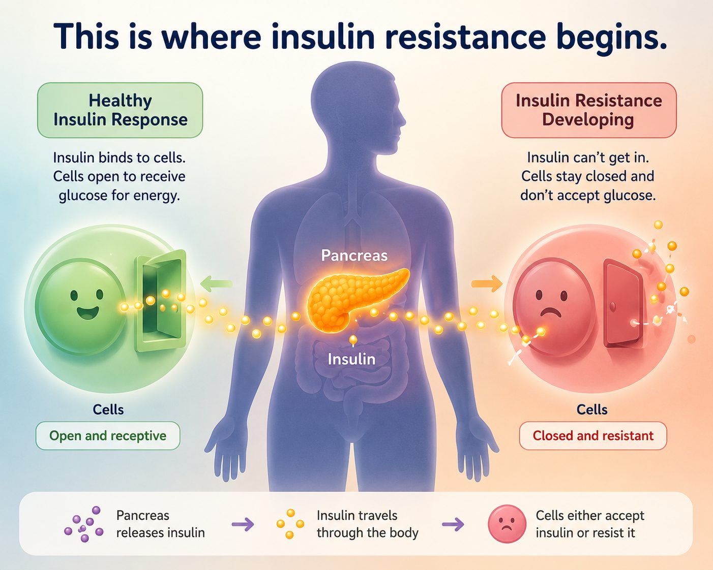 illustration of human body showing pancreas producing insulin and how insulin resistance in teens develops when cells stop responding